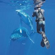 Beautiful blue planet: top wildlife cameraman Doug Allan is coming to Southampton