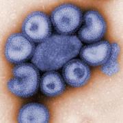 Vital step forward in battle with swine flu