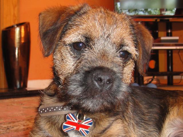 Patriotic Pets - Alfie, owned by Linda Huxford. Send a picture of your patriotic pet to picdesk@dailyecho.co.uk