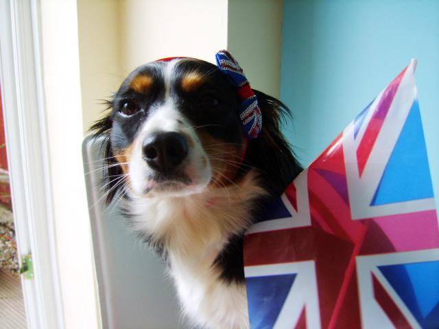 Patriotic Pets - Molly, owned by Joanne. Send a picture of your patriotic pet to picdesk@dailyecho.co.uk