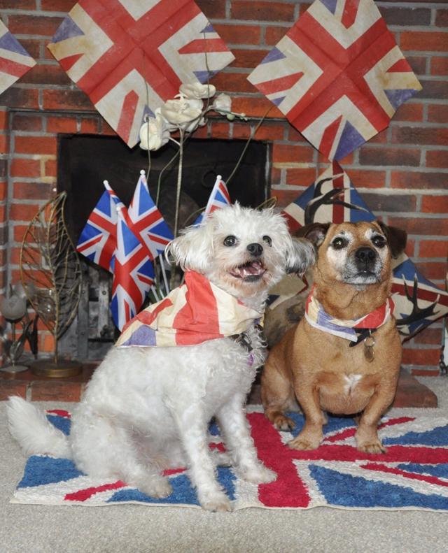 Patriotic Pets - Tiger and Evie, owned owned by Maggie Harmer. Send a picture of your patriotic pet to picdesk@dailyecho.co.uk