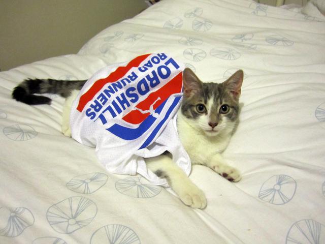 Patriotic Pets - Chester, a cat owned by Kevin Yates - Send a picture of your patriotic pet to picdesk@dailyecho.co.uk