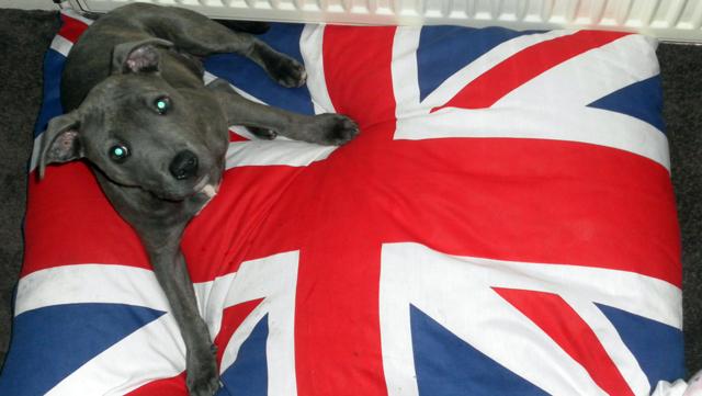 Patriotic Pets - Sapphire, a dog owned by Kirsten Donnelly - Send a picture of your patriotic pet to picdesk@dailyecho.co.uk
