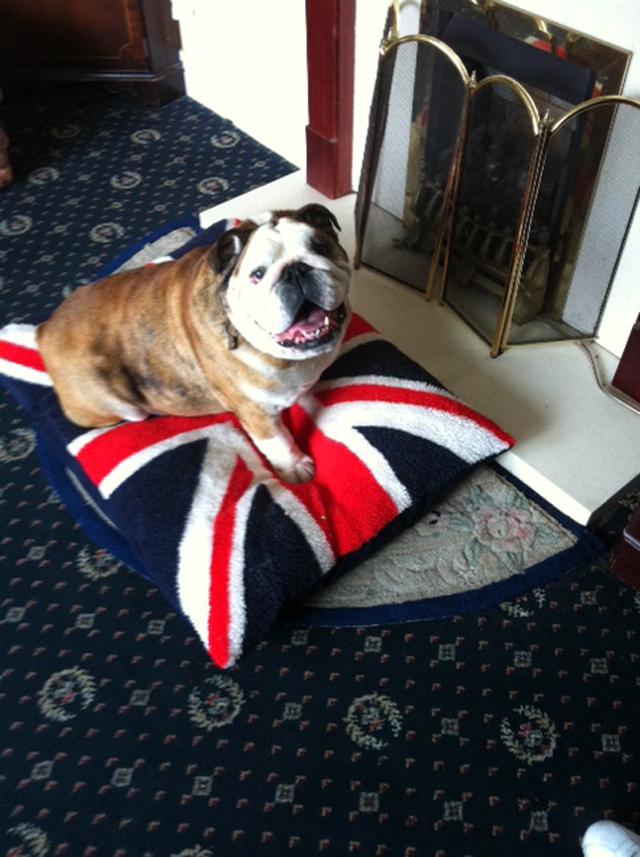 Patriotic Pets - Winston, a dog owned by Craig and Tracey Spanner - Send a picture of your patriotic pet to picdesk@dailyecho.co.uk