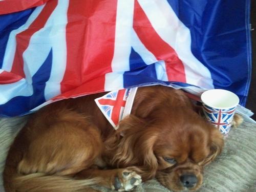 Patriotic Pets - Bud, a dog owned by Lisa Reynolds - Send a picture of your patriotic pet to picdesk@dailyecho.co.uk