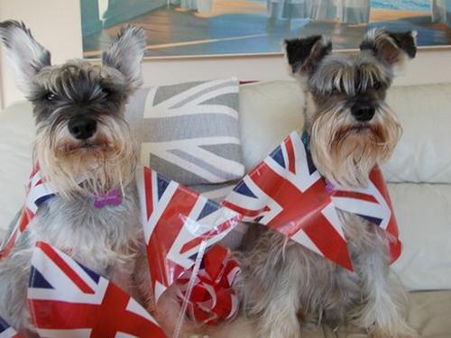 Patriotic Pets - Gixxer and Nation, dogs owned by Gillian Waters - Send a picture of your patriotic pet to picdesk@dailyecho.co.uk