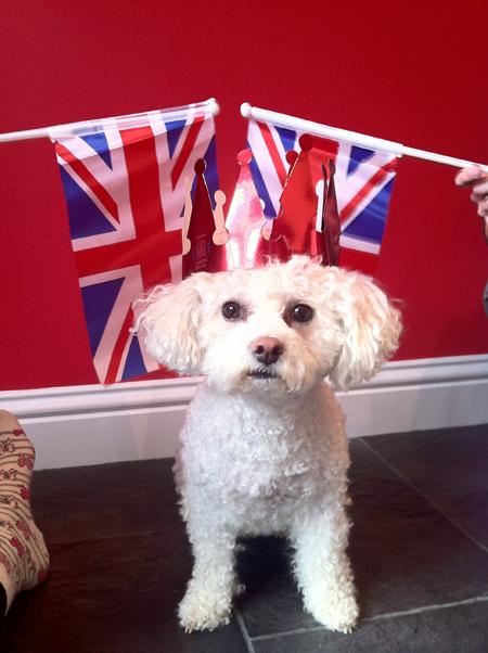 Patriotic Pets - Send a picture of your patriotic pet to picdesk@dailyecho.co.uk