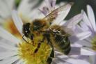 Hampshire MPs help create a buzz to save bees