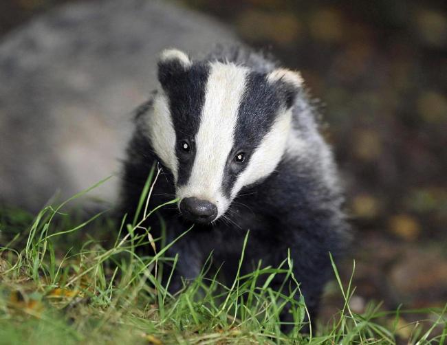 Trust tries to vaccinate badgers and fight cull