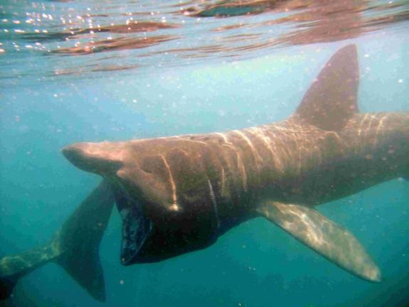 Daily Echo: Something's fishy off the Dorset coast... Daily Echo: Something's fishy off the Dorset coast...