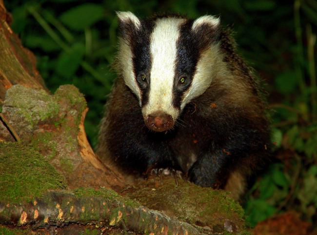 Southampton City Council has been urged to say no to a badger cull