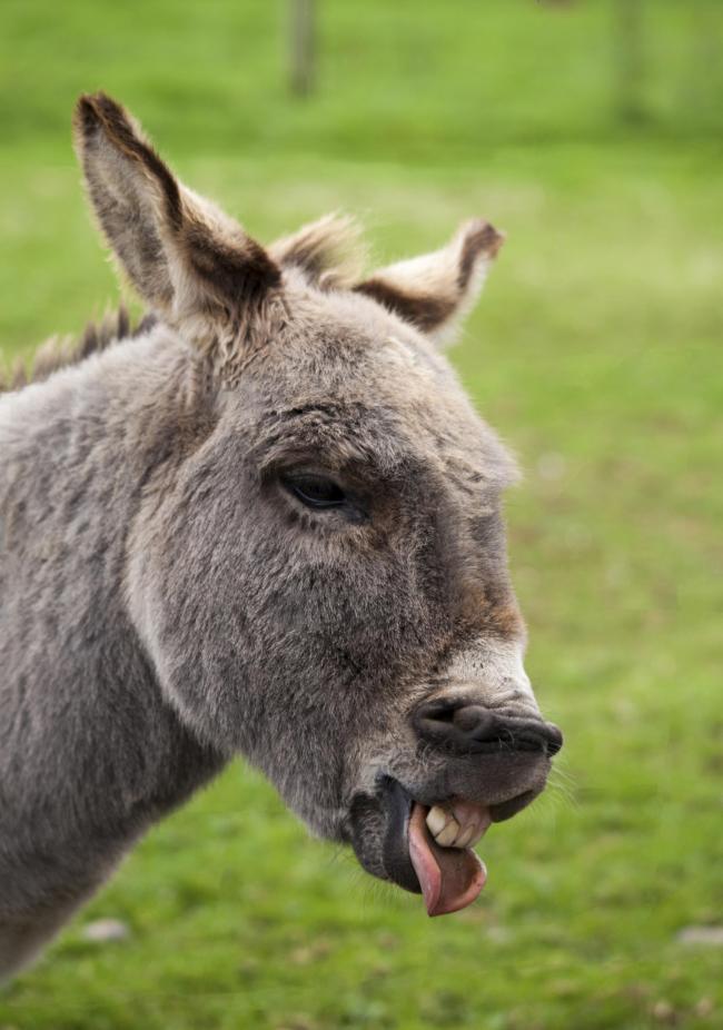 Warning after donkey attacks woman in beauty spot