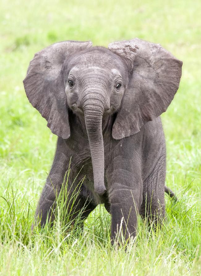 Stock image of a baby elephant