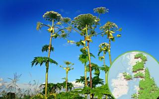 Interactive map displays sightings of toxic Giant Hogweed. Picture: Pixabay (inset WhatShed)