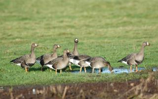 A Hampshire farm shop has warned geese could be off the menu this Christmas