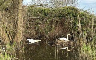  A female swan has died after being shot in the neck with an air rifle near Weston Parade, Southampton