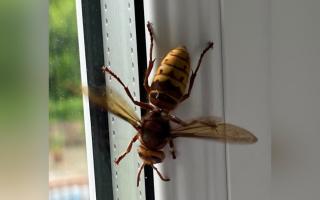  A European hornet was spotted in Romsey as sightings increase