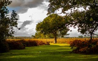 The New Forest has a huge range of choice for walking routes