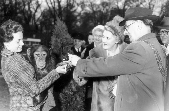 Ben the chimpanzee hands over the keys to mayor, walter Breenaway at the opening of Southampton Zoo. March 1961.