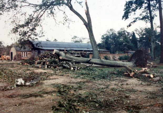 Daily Echo: Anniversary of great stort (1987) at Exbury. Storm damage at the sawmill.