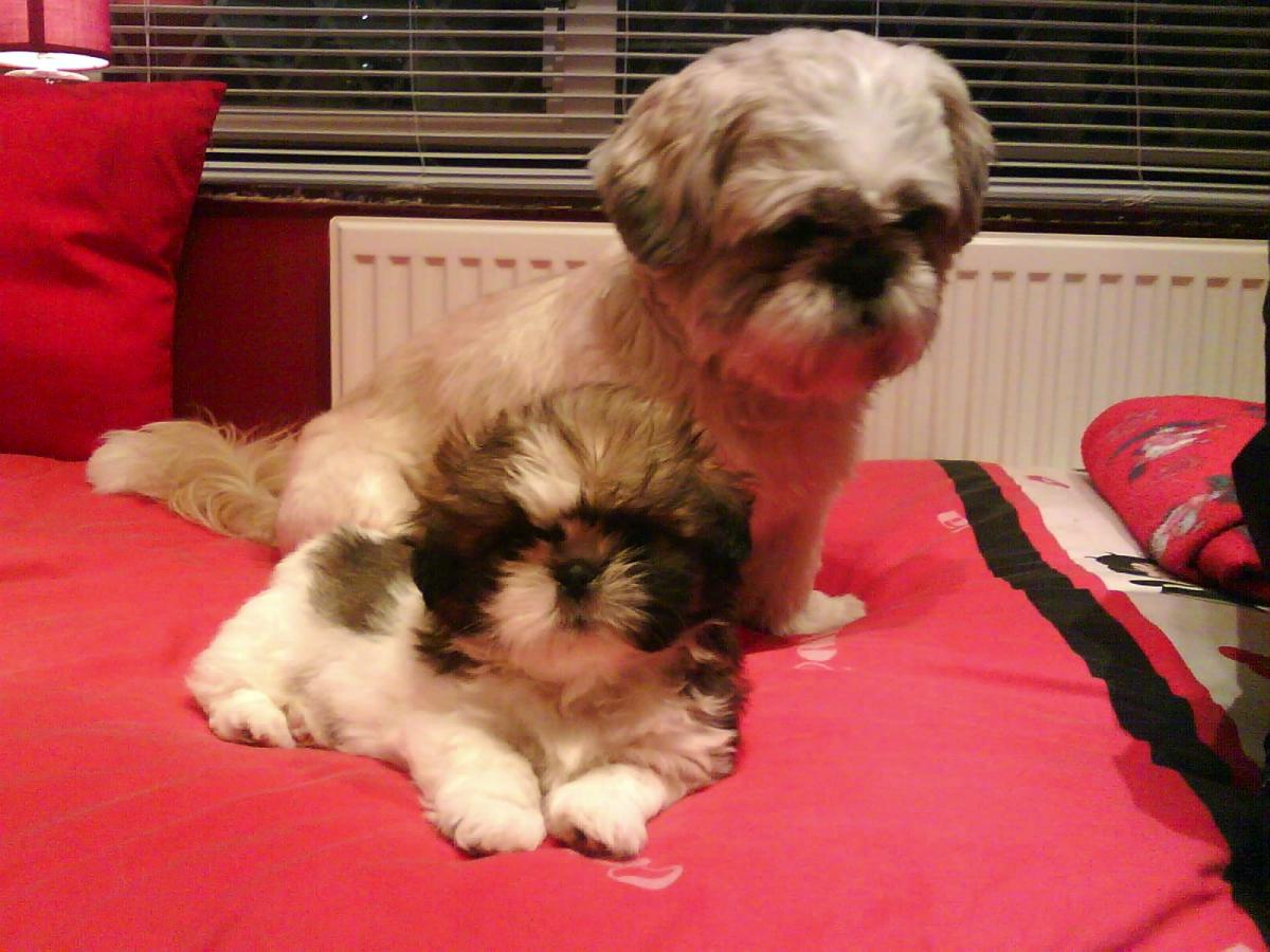 Benji and Barney owned by Lauren Blandford