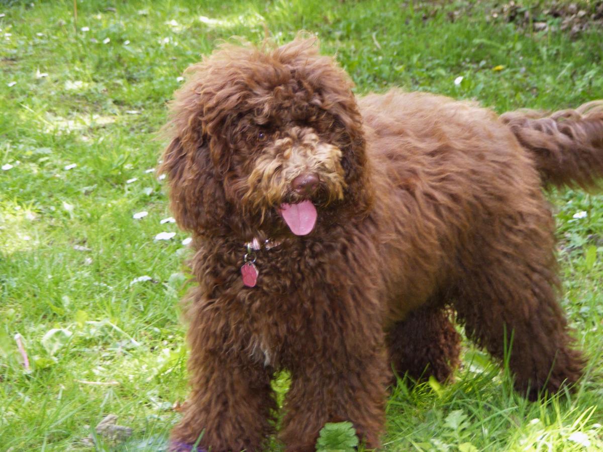 Poppy a Cockapoo-poo owned by Anne Clowes