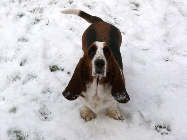 Harvey in the snow