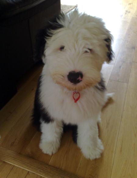 Another entrant in the Daily Echo's Prettiest Pooch competition to find Hampshire's best looking dog.