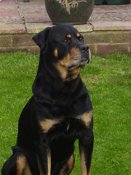 Mason owned by Kevin Cluett