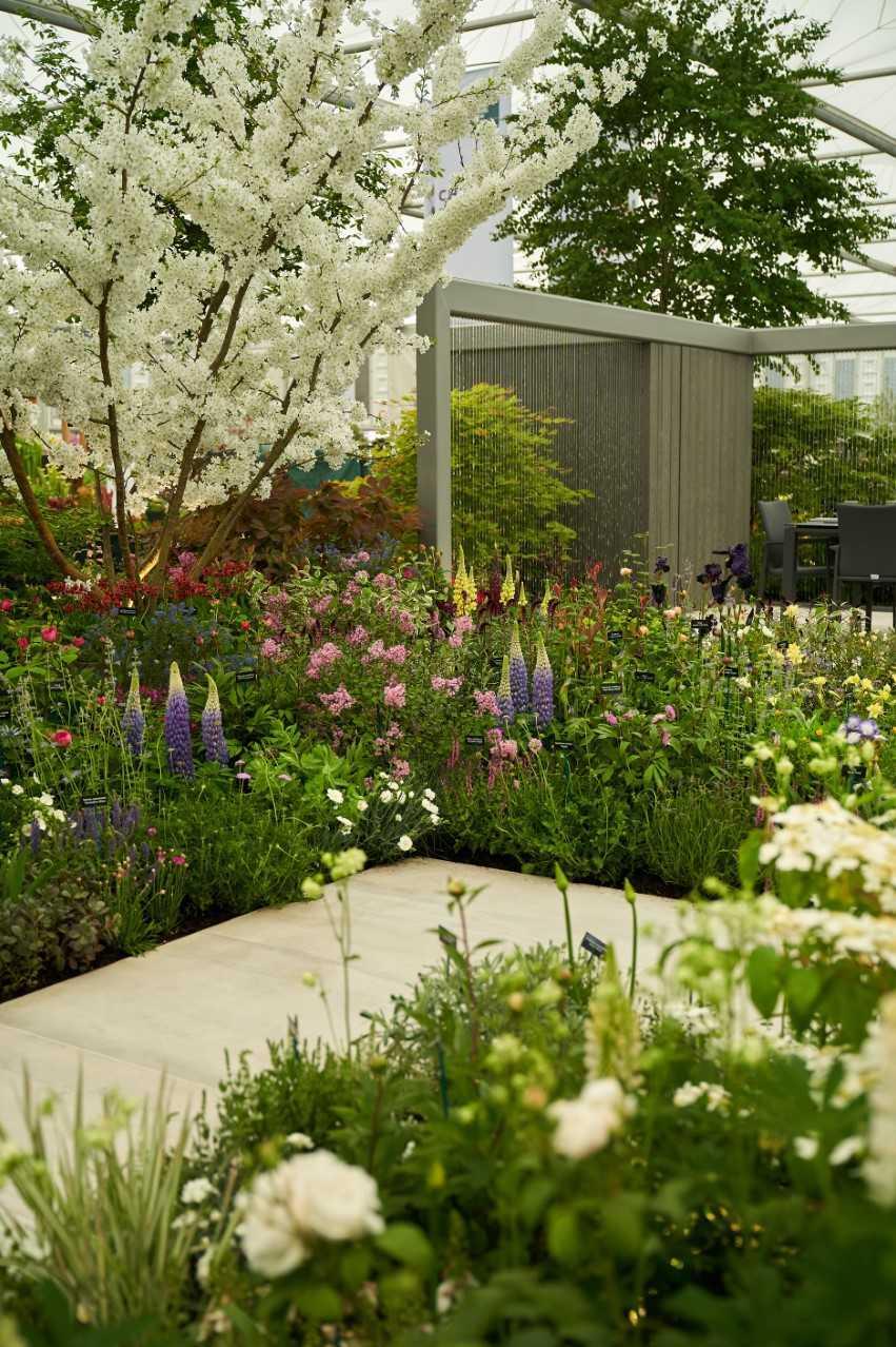 hillier nurseries scoops gold at chelsea flower show | daily echo